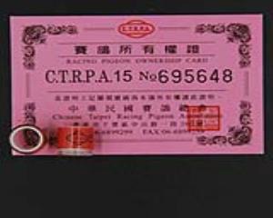 2015年台湾足环CTRPA，带足环证， 可参加公棚比赛