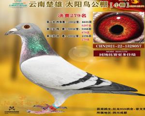 云南太阳鸟CHN2021-22-1328057