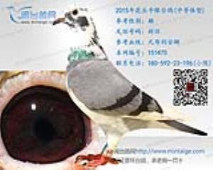 [已出售]2015年精挑花头牛眼台鸽-雄