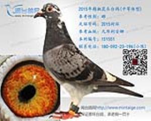 2015年精挑花头台鸽