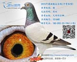2015年精挑花头牛眼台鸽