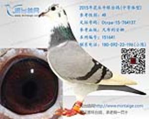 2015年精挑花头牛眼台鸽