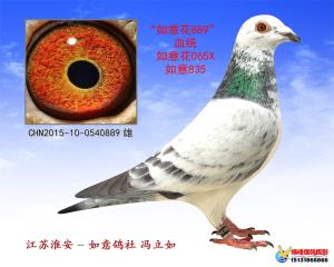 如意鸽舍889