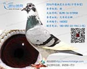 2016年精挑花头台鸽