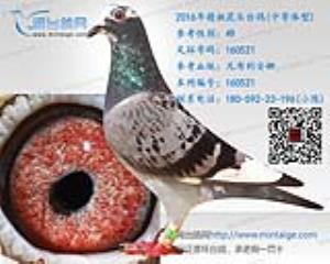 2016年精挑花头台鸽