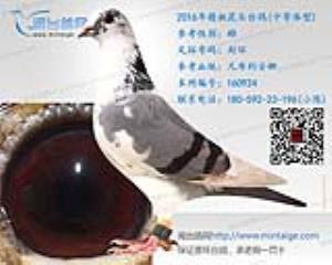 2016年精挑花头台鸽
