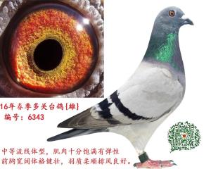 6343已售