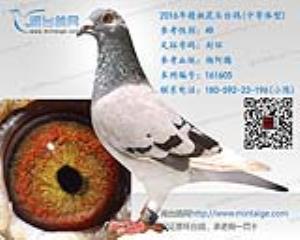 2016年精挑花头台鸽