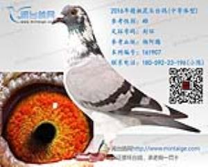 2016年精挑花头台鸽