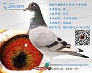 2016年精挑花头台鸽