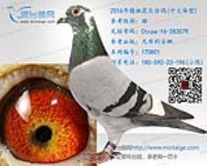 2016年精挑花头台鸽