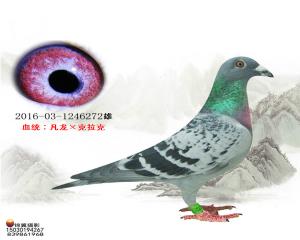 凡龙×克拉克【已售】