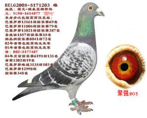 聚强203