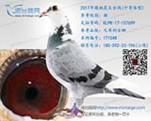 2017年精挑花头台鸽
