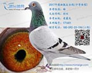 2017年精挑花头台鸽
