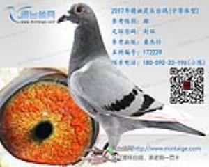 2017年精挑花头台鸽