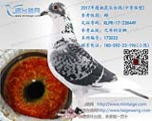 2017年精挑花头台鸽