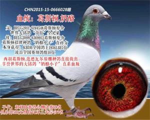 《葛斯顿.奶酪》
