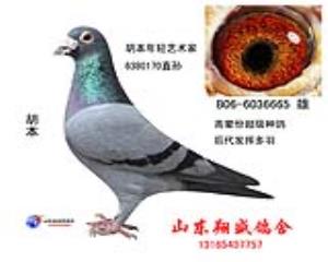 胡本年轻艺术家直孙【仅供欣赏】