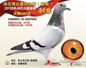 成绩鸽