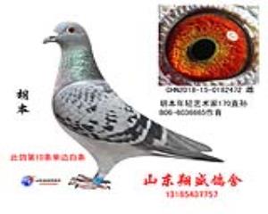 胡本472（已售）
