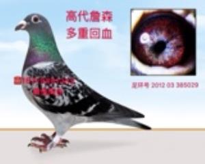 詹森雌