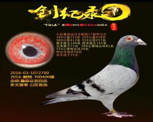 詹森石板五关鸽王 微信15931166006