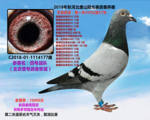 北京壹号鸽舍张斌