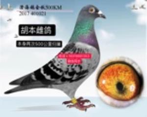 胡本雌，有兴趣的鸽友加微信 更多种鸽尽在微信朋友圈电话☎️18319881353 微信同步