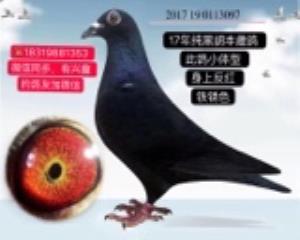 黑胡本，更多鸽子尽在微信朋友圈