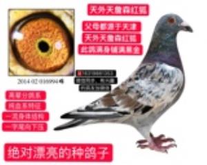 天外天詹森红狐，更多鸽子尽在微信朋友圈