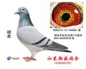 胡本008【已售】