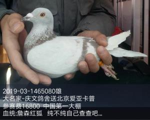 庆文鸽舍送大卡普 詹森红狐 微信15931166006