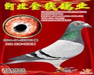 詹森配杨阿腾获奖鸽