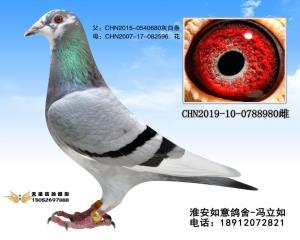 CHN2019-10-0788980