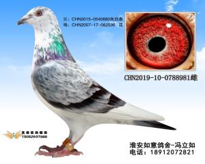 CHN2019-10-0788981