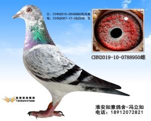 CHN2019-10-0788950