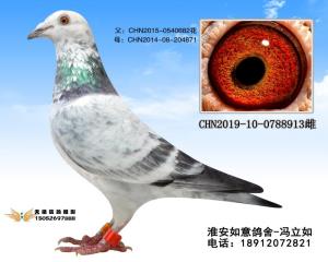 CHN2019-10-0788913
