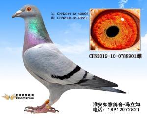 CHN2019-10-0788901
