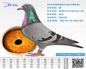 2019年精挑靓灰台鸽-雌-编号200138