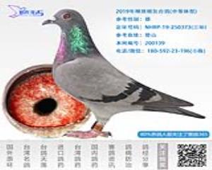 2019年精挑暗灰台鸽-雄-编号200139