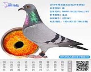 2019年精挑靓灰台鸽-雌-编号200141
