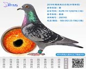 2019年精挑雨点台鸽-雄-编号200143