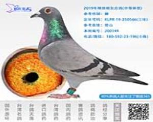 2019年精挑暗灰台鸽-雌-编号200144