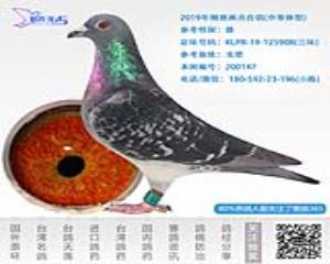 2019年精挑雨点台鸽-雄-编号200147