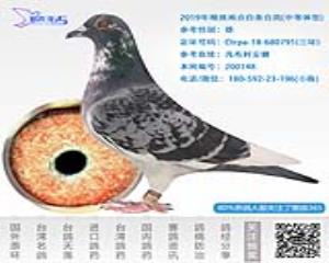 2019年精挑雨点白条台鸽-雄-编号200148
