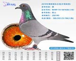 2019年精挑暗灰台鸽-雄-编号200149