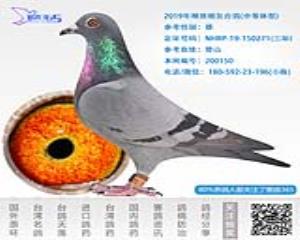 2019年精挑暗灰台鸽-雄-编号200150