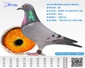 2019年精挑暗灰台鸽-雌-编号200152