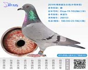 2019年精挑靓灰台鸽-雌-编号200153